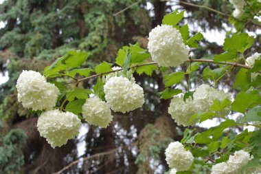 Süslü çalı viburnum opulus var. Steril çiçek doğada beyazdır.