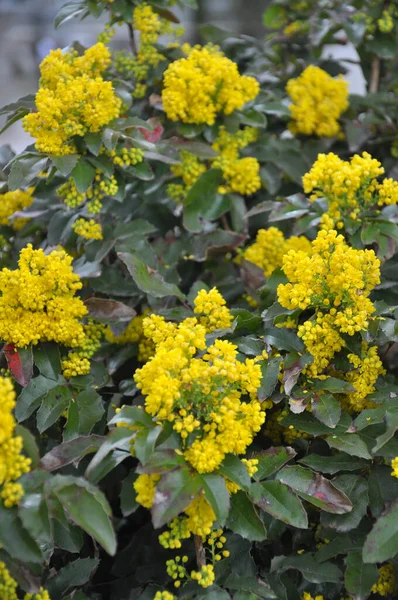 stock image The evergreen shrub Mahonia aquifolium is used for landscaping