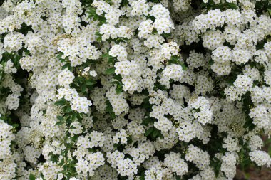 Ornamental spirea bush blooms in the garden. clipart