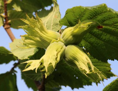 Fındıklar fındık dalında olgunlaşır.