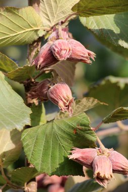 Fındıklar fındık dalında olgunlaşır.