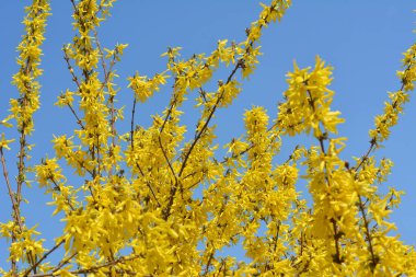 Forsythia çalıları doğada ilkbaharda çiçek açar.. 