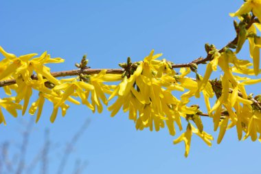 Forsythia çalıları doğada ilkbaharda çiçek açar.. 