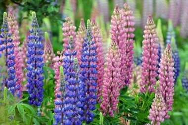 Baharda bahçede luplar açar.