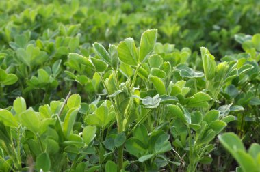 Bahar tarlasında genç yoncalar büyür.