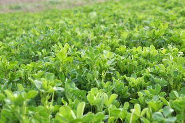 Bahar tarlasında genç yoncalar büyür.