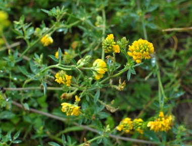 Alfalfa orağı (Medicago falcata) doğada çiçek açar