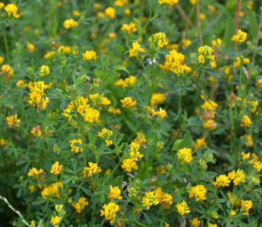 Alfalfa orağı (Medicago falcata) doğada çiçek açar