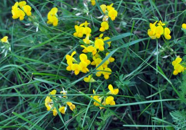 Lotus corniculatus çayırlarda, yabani otların arasında yetişir.