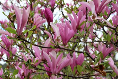 In the spring, a magnolia tree blooms in the garden