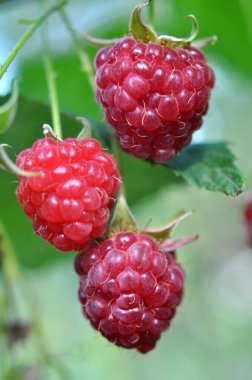 Çalı dalında ahududu ve yeşil yapraklar.