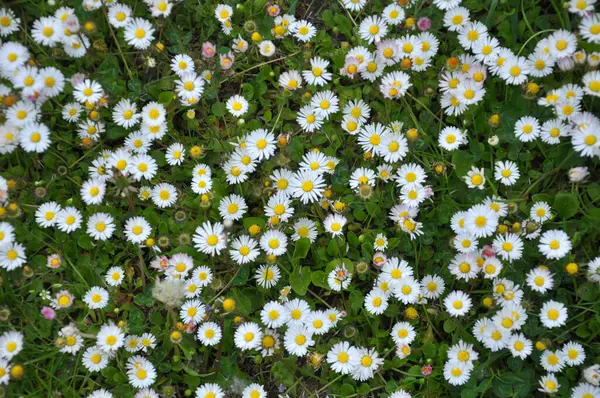 Marguerite (Bellis perennis) otlar arasında doğada çiçek açar 