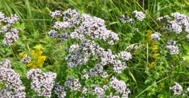 Yazın vahşi doğada çiçek açan keklik otu (Origanum vulgare))