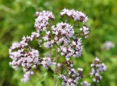 Yazın vahşi doğada çiçek açan keklik otu (Origanum vulgare))