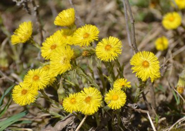 Doğada, ilkbahar erken çiçek açar bal ve ilaçlar coltsfoot (Tussilago farfara)
