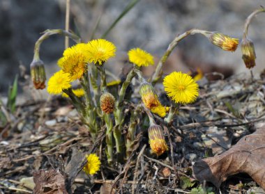 Doğada, ilkbahar erken çiçek açar bal ve ilaçlar coltsfoot (Tussilago farfara)