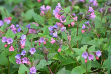 Erken bahar bitki Lungwort (göğüs) vahşi ormanda çiçek açar