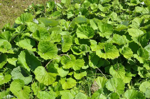 Tussilago farfara yazın vahşi doğada yetişir.