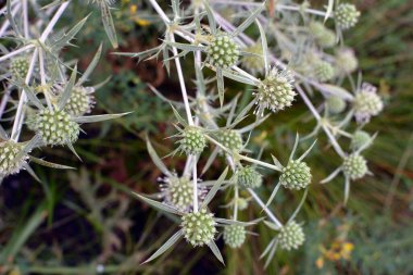 Vahşi doğada bir devedikeni yetişir Eryngium kampı