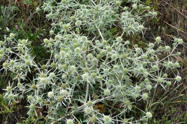 Vahşi doğada bir devedikeni yetişir Eryngium kampı