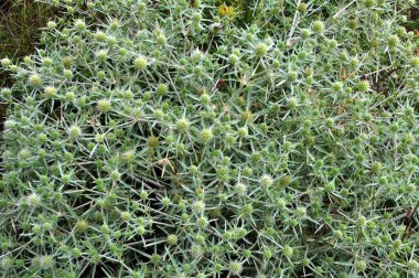 Vahşi doğada bir devedikeni yetişir Eryngium kampı