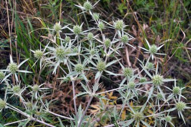 Vahşi doğada bir devedikeni yetişir Eryngium kampı