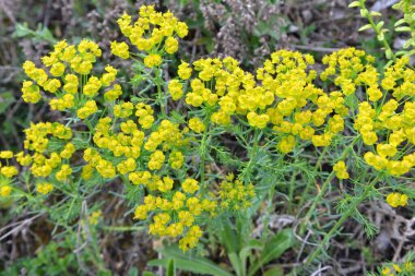 Yabani otların baharında, Euphorbia cyparissias çiçekleri açar.