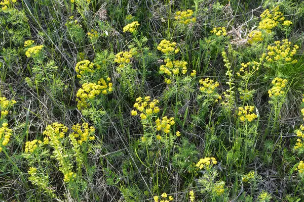 Yabani otların baharında, Euphorbia cyparissias çiçekleri açar.