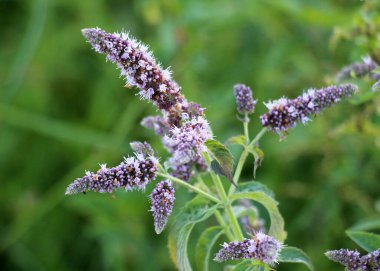 Yazın, uzun yapraklı nane (Mentha longifolia) Wii 'de yetişir.