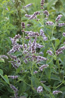 Yazın, uzun yapraklı nane (Mentha longifolia) Wii 'de yetişir.
