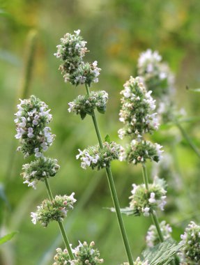 Melissa (Melissa officinalis) bir çalılığın dalında çiçek açar