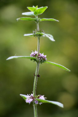 Nane (Mentha arvensis) Wii 'de yetişir