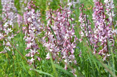 Vahşi doğada nadir çiçek açar, Kırmızı Kitap, tıbbi ve süs bitkisi Dictamnus albus.