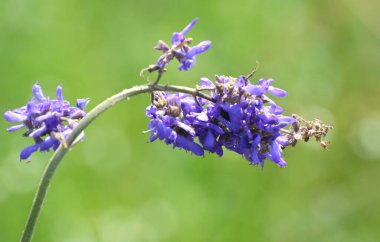 Bozkır bitkisi adaçayı (Salvia fındıkları) vahşi doğada yetişir.