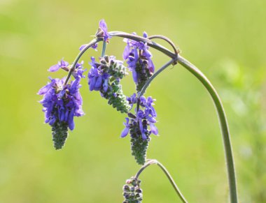 Bozkır bitkisi adaçayı (Salvia fındıkları) vahşi doğada yetişir.