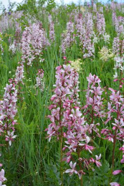 Vahşi doğada nadir çiçek açar, Kırmızı Kitap, tıbbi ve süs bitkisi Dictamnus albus.