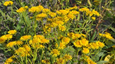Yazın, vahşi şifalı bitki Inula vahşi doğada çiçek açar.