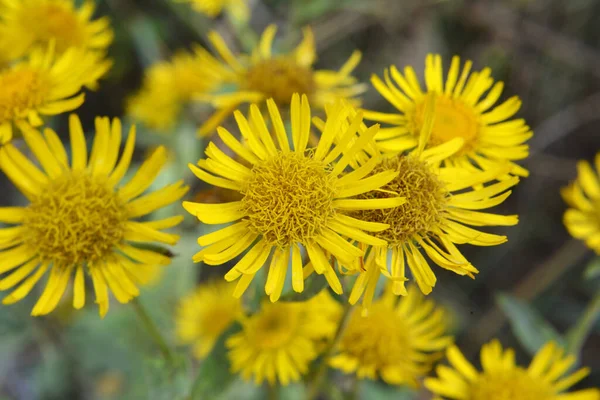 In the summer, the wild medicinal plant Inula blooms in the wild
