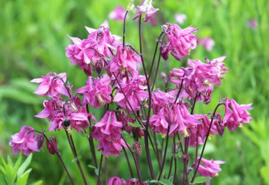 İlkbahar sonu ve yaz başında, Aquilegia vulgaris bahçede çiçek açar.
