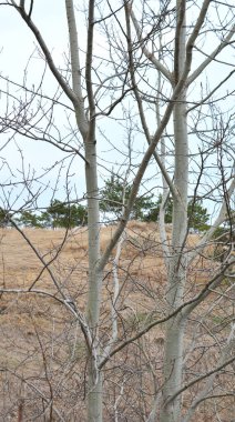 Yaşayan bir kavak ağacının gövdesinin parçası