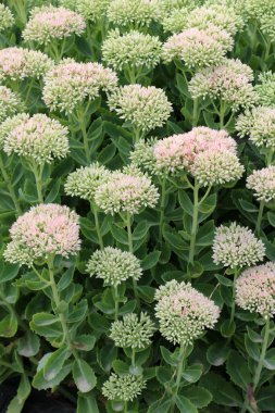 Yazın, Sedum bahçesinde maksimum büyür.