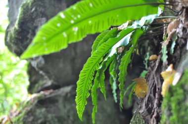 Vahşi doğada, Asplenium scolopendrium eğreltiotu ormanda yetişir.