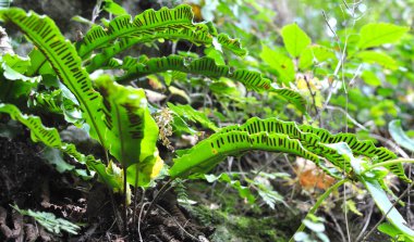 Vahşi doğada, Asplenium scolopendrium eğreltiotu ormanda yetişir.