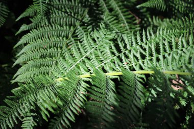 Athyrium filix-femina eğreltiotu vahşi doğada yetişir.