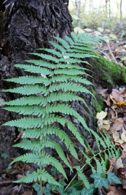 Eğreltiotu (Dryopteris filix-mas) ormanda yetişir.