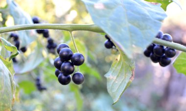 Doğada siyah bir itüzümü (Solanum nigrum) yetişir.