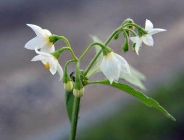 Doğada siyah bir itüzümü (Solanum nigrum) yetişir.