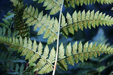 Vahşi doğada, Dryopteris Karthusiana eğreltiotu ormanda yetişir.