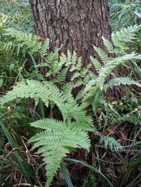 Vahşi doğada, Dryopteris Karthusiana eğreltiotu ormanda yetişir.