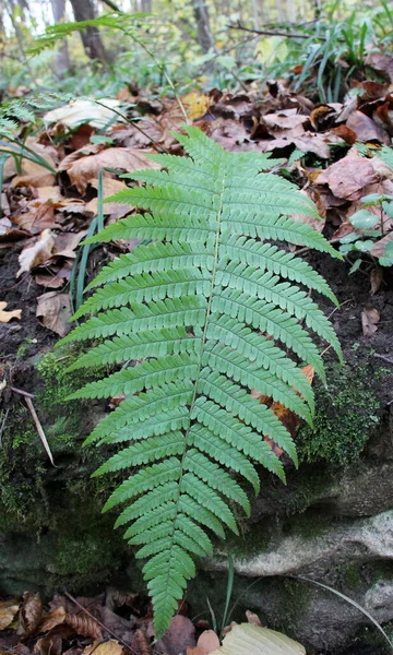 Eğreltiotu (Dryopteris filix-mas) ormanda yetişir.